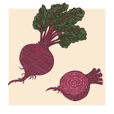 Pancar ve yarım. Klasik illüstrasyon, temiz hatları ve renkli desenli fırça darbeleriyle baştan savma bir şekilde çizilmiş..