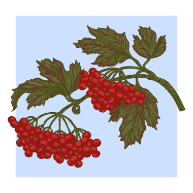 Viburnum şubesi. Klasik illüstrasyon, net hatları ve renkli desenli fırça darbeleriyle baştan savma bir şekilde çizilmiş..
