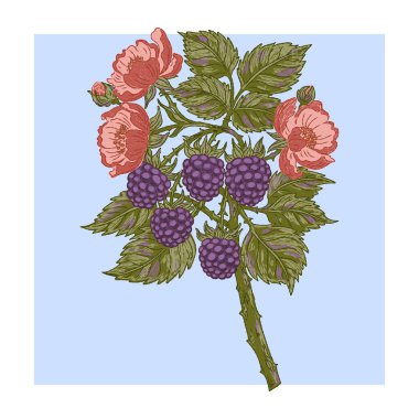 Bir dalda böğürtlen ve çiçekler. Temiz hatları ve renkli desenli fırça darbeleriyle eski el çizimi tasvirler..