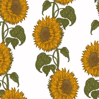 Ayçiçeği, kusursuz desen. Bu klasik illüstrasyon, gevrek hatları ve canlı, desenli fırça darbeleriyle baştan savma bir tarzda çizilmiş..