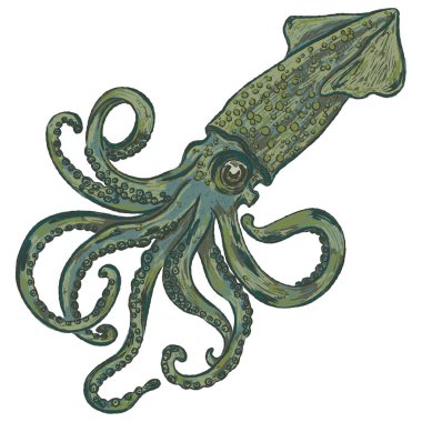 Kalamar. Deniz Hayvanı. Gıcır gıcır hatları ve renkli desenli fırça darbeleriyle eski el çizimi tasvirler..