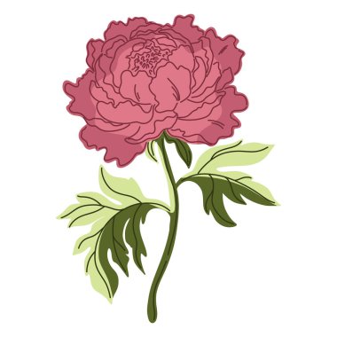 Şakayık. Klasik el yapımı illüstrasyon. Samimi Akdeniz çizgi filmi tarzı. İzole öge.