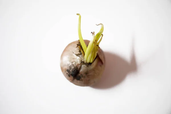 Beyaz Arkaplanda Yeşil Lahanalı Soğan — Stok fotoğraf