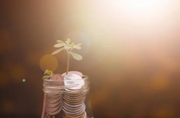 Planta Que Crece Partir Monedas Frasco Vidrio Sobre Fondo Natural — Foto de Stock