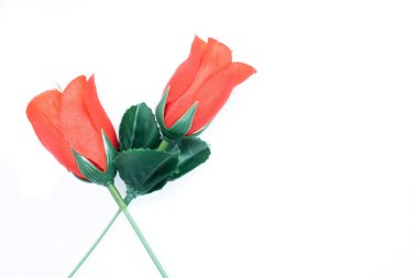 Beyaz arka planda iki güzel kırmızı gül. Sevgililer günü hediyesi düğünlerde kullanılabilir.,