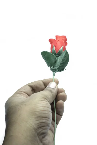 Ręka Mężczyzny Trzymającego Pączek Czerwonej Róży Białym Odizolowanym Tle — Zdjęcie stockowe