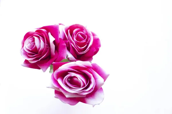 粉红玫瑰花朵 白色背景隔离 — 图库照片