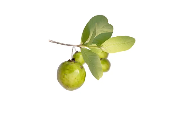 Frutta Fresca Guava Isolata Fondo Bianco — Foto Stock