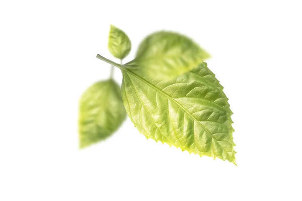 Fresh Green Leaf Isolated White Backgrounds — Stock Photo, Image
