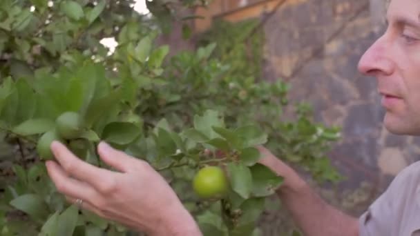 Mellersta åldern man inspekterar en limefrukttree i slow motion med en steadicam. — Stockvideo