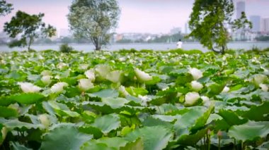 Slo Mo lotus yaprakları arka planda bir balıkçı ile rüzgarda esen