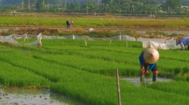 Pirinç çiftçilerbambu köylü çiftçi şapkagiyen yemyeşil pirinç tarlalarında çalışmak