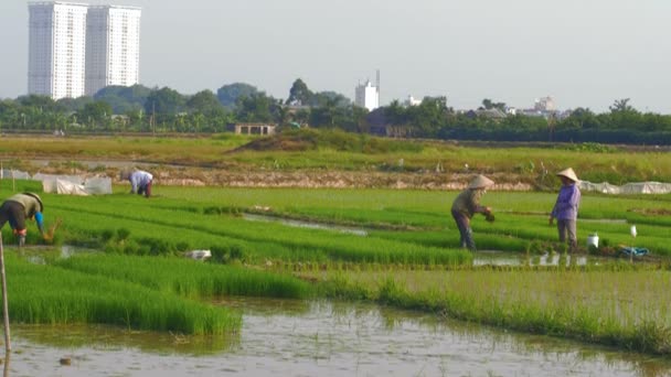 Los agricultores de arroz trabajan como nuevos rascacielos se revelan en la bandeja de fondo — Vídeo de stock