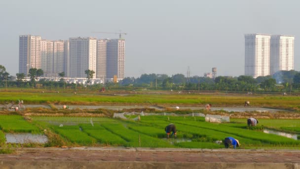 Rice farmers work as large buildings are constructed on rural land — Stock Video