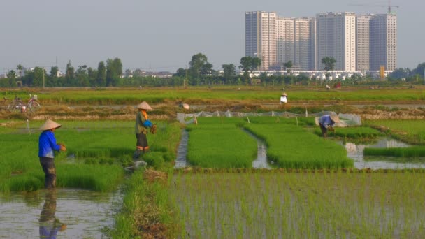 Рисові фермери працюють, оскільки в сільській місцевості будуються нові хмарочоси — стокове відео