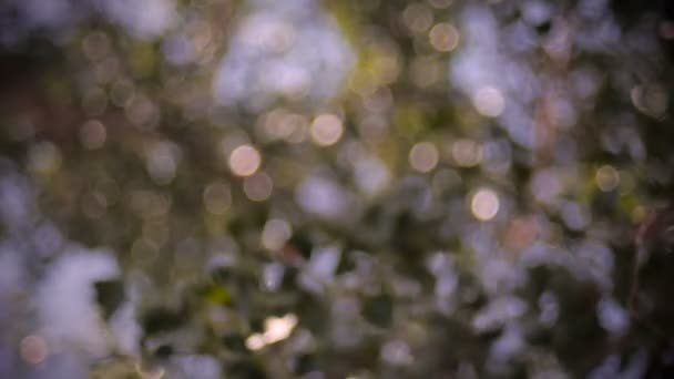 棉花林在密苏里河上留下闪闪发光和闪光 — 图库视频影像