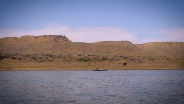 Een man wordt gezien zweven langs een rivier als een enkele koe loopt een heuvel — Stockvideo