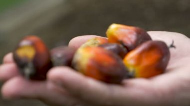 4 k'dan fazla hurma yağı eskiden olgun hurma meyveleri tutan el el