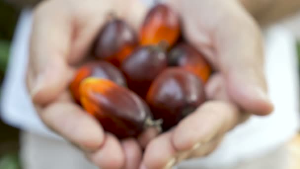 Bayas de palma usadas para hacer aceite de palma sostenido en la mano abierta de un hombre push-in 4k — Vídeos de Stock