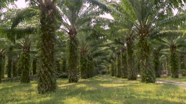 Symmetrische Palmenreihen, die zur Herstellung von Palmöl in 4k verwendet werden — Stockvideo