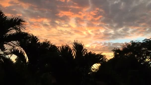 Timelapse d'un coucher de soleil vu à travers les plantes tropicales à Bali — Video