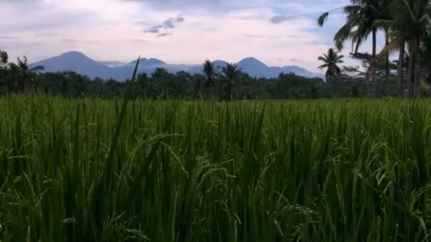 在日落期间到巴厘岛郁郁葱葱的稻田通过火山起重机 — 图库视频影像