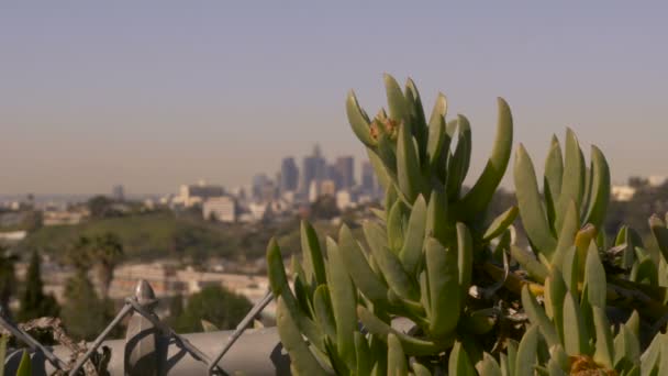 Центр міста Лос-Анджелесі Каліфорнія видно з кактус Доллі постріл — стокове відео
