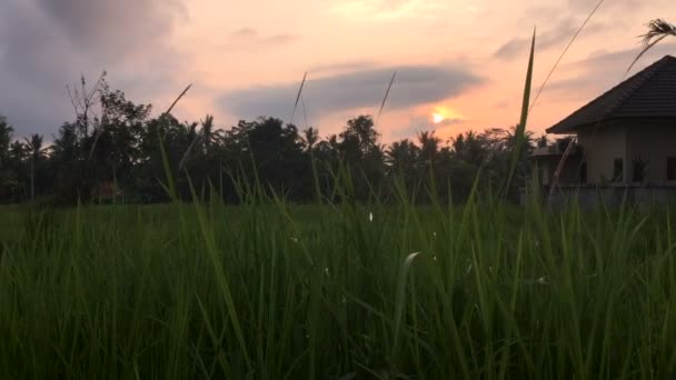 Vaststelling van schot van Bali huis in een rijst gebied tijdens zonsondergang - dolly. — Stockvideo