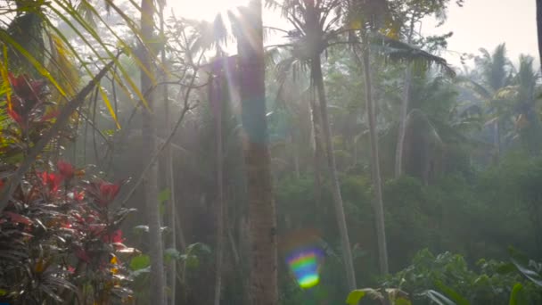Sidovy av en mitten åldern man tänker och utsikt över djungeln — Stockvideo