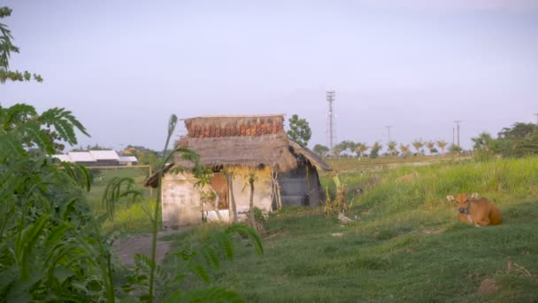 Mise en scène d'une maison rustique abandonnée avec une vache brune à proximité — Video