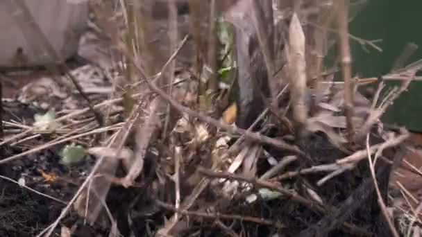 Een schop breekt uit elkaar een wortel gebonden dode plant - close-up — Stockvideo