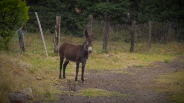 Bir eşek photobombs bu kırsal ortamda başka bir eşek
