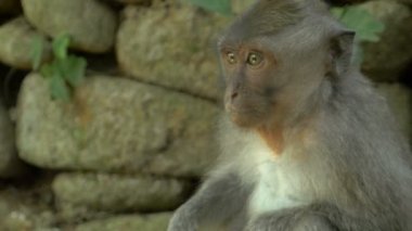 Etrafa Ubud maymun ormanındaki bir geniş gözlü makak maymunu