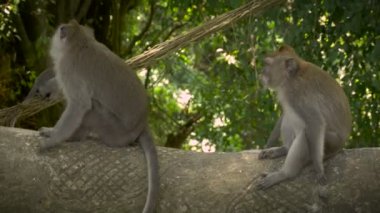 Yoldan Ubud almak gibi daha küçük maymunlar tarafından büyük zorba maymun yürür