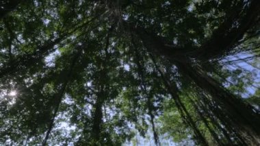 360 derece görüntü tropikal orrmanı Ubud, Bali ormanda