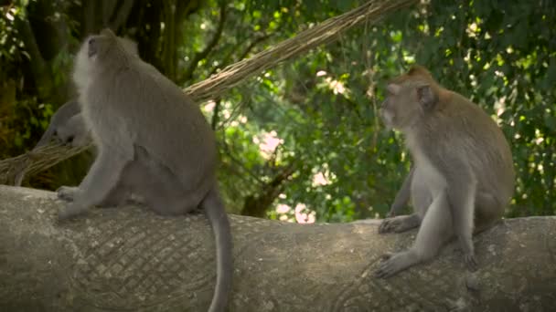 A large bully monkey walks by smaller monkeys as they get out of the way in Ubud — Stock Video