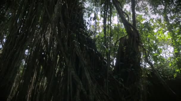 Boomwortels van lianen in de jungle en de dikke kroonlaag van het bos met zon flare — Stockvideo
