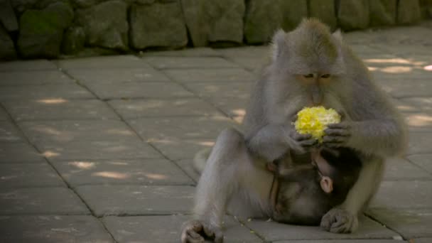 Małpa zjada kukurydzy, podczas gdy jej dziecko jest opieka w Forsets małpa w Bali — Wideo stockowe