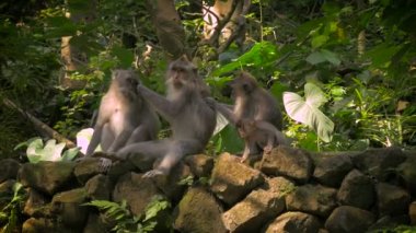 Ubud maymun ormanındaki maymunlar bir çizgi her diğer damat
