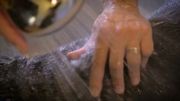 Handheld close up of a black dog being rinsed off in bath with a hand sprayer — Stock Video