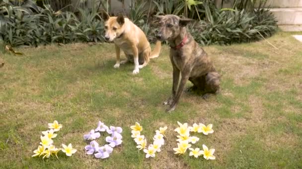 Dos lindos perros se sientan junto a las flores que deletrean el amor en el césped — Vídeos de Stock