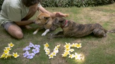 Adam evcil hayvan iki köpek aşk büyü çiçek yanındaki bir orta yaşlı