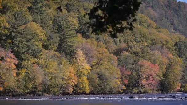 Changing leaves along the French Broad River near Hot Springs, NC — Stock Video