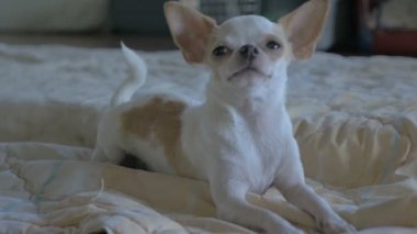 Ağır çekim bir battaniye üzerinde döşeme şirin bir Chihuahua