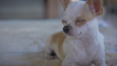 Bir chihuahua köpek bir paket üzerinde yatarken uykuya dalar