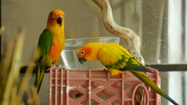 Twee papegaaiachtigen papegaaien kijken naar de camera in de buurt van een glazen kom met water in een langzame mo — Stockvideo