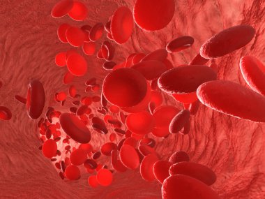 Kırmızı kan hücreleri eritrositler Arteryel veya kılcal damar iç. 