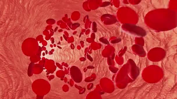 Erythrozyten der roten Blutkörperchen im Inneren der arteriellen oder kapillaren Blutgefäße. — Stockvideo