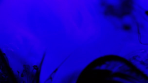Inchiostro nero in acqua blu . — Video Stock