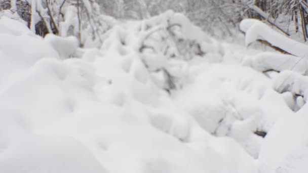 Floresta de inverno moita . — Vídeo de Stock